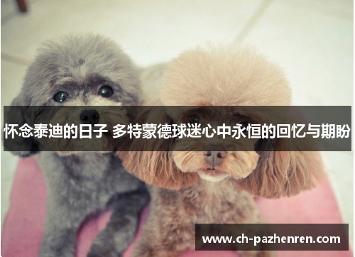 怀念泰迪的日子 多特蒙德球迷心中永恒的回忆与期盼